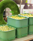 🔥Limited stock available 50% OFF🔥Stackable Bean Sprout Growing Box - Multi-layer Design, Perfect for Home Cultivation, Healthy Green Living!