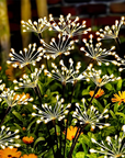 🏆LAST DAY SALE 50% OFF!!🎁Solar Firework Garden Stake Lights